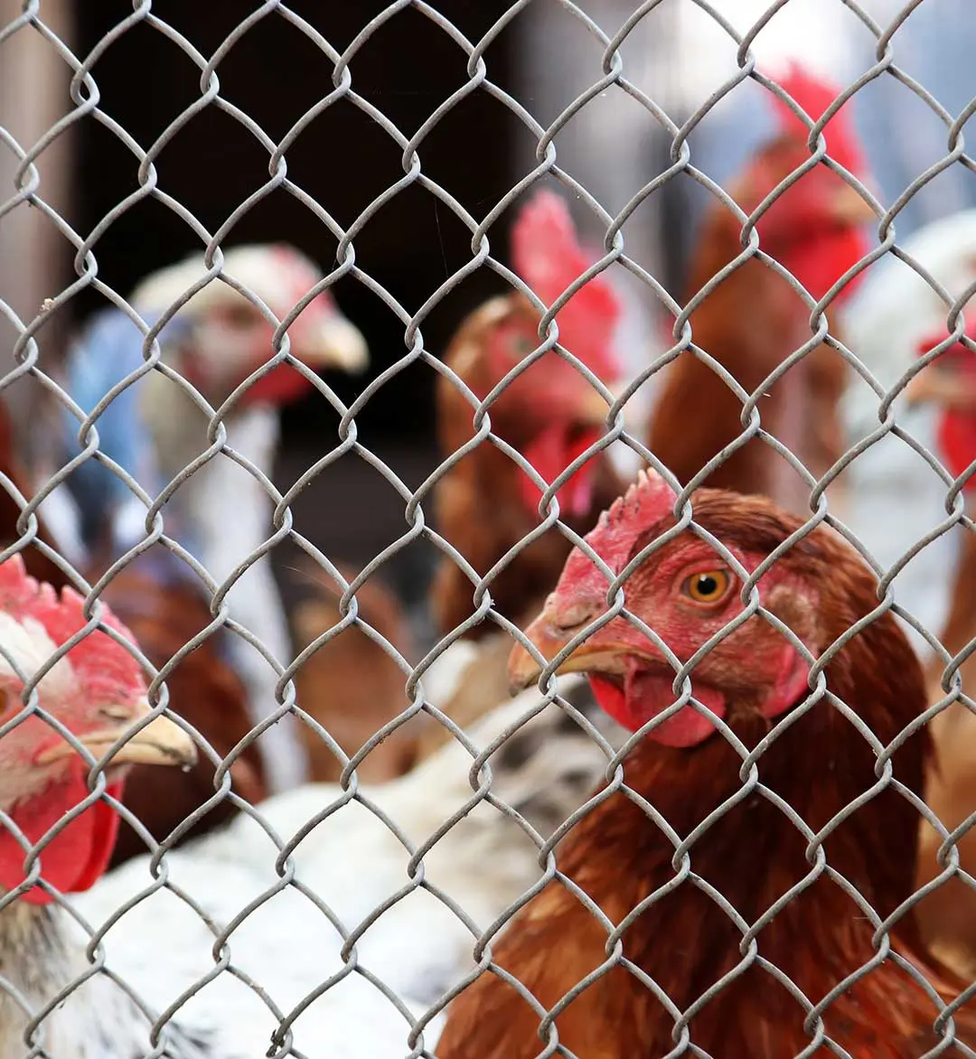 [:es]ALAMBRE-GALVANIZADO4[:]