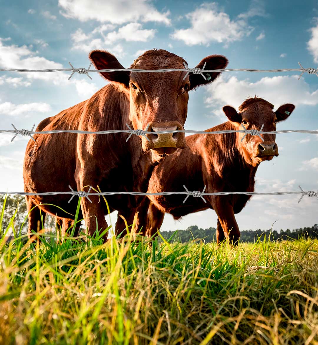 [:es]ALAMBRE-DE-PUAS6[:]