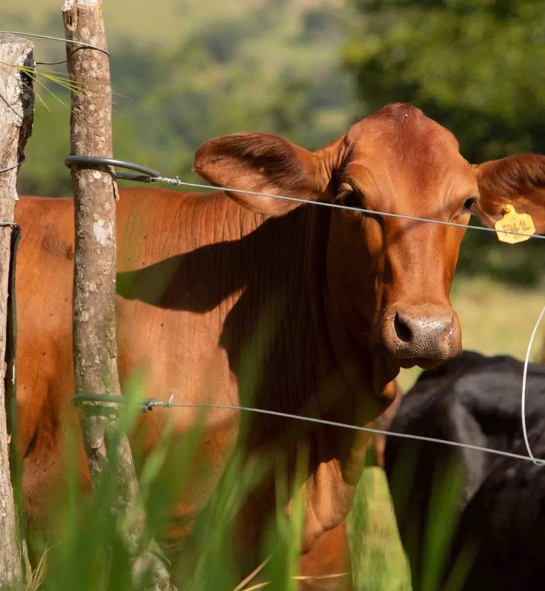 [:es]CERCA-ELECTRICA-SAE-10702[:]