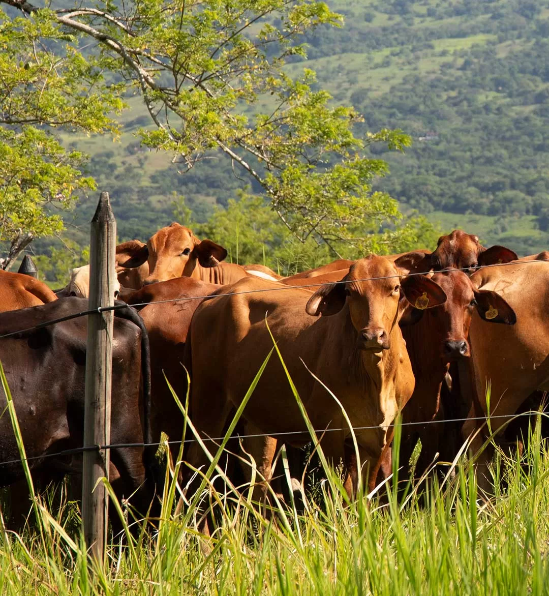 [:es]CERCA-ELECTRICA-SAE-10703[:]